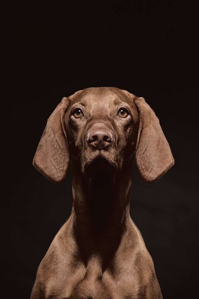 animals, nature, vizsla, hunting dog, portrait
