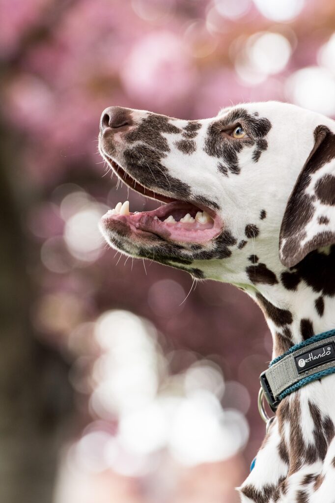dalmatian, dog, pet, head, snout, animal, domestic dog, canine, mammal, cute, nature, closeup, portrait