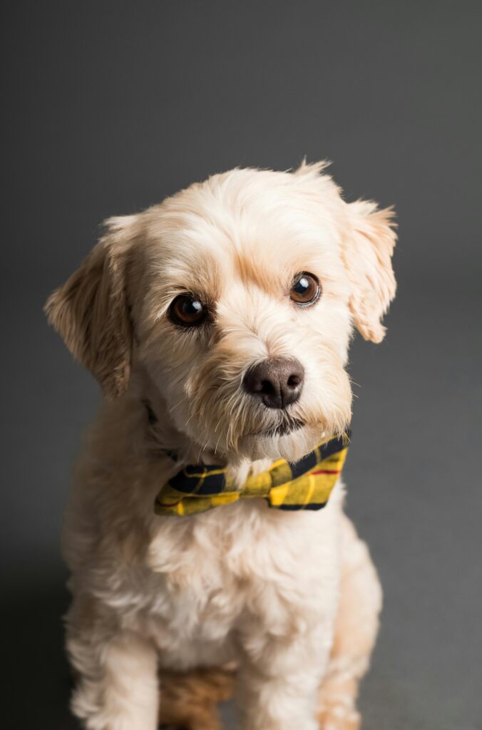 Charming small dog wearing a yellow checkered bowtie, posing indoors.